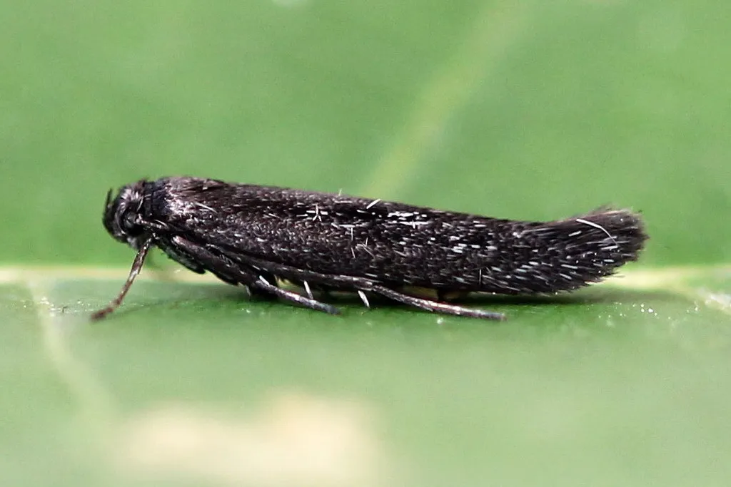 Scythris inspersella - photo 2