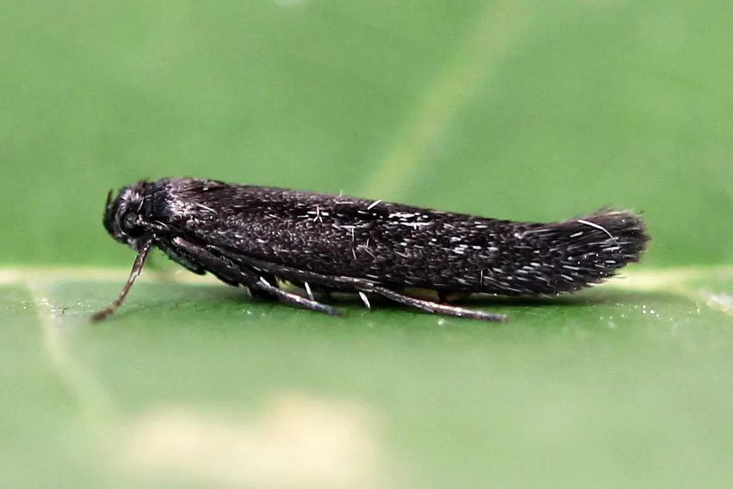 Scythris inspersella - photo 3