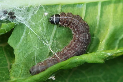 Scythris inspersella - photo 4