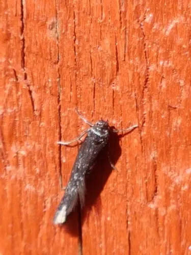 Scythris inspersella - photo 6