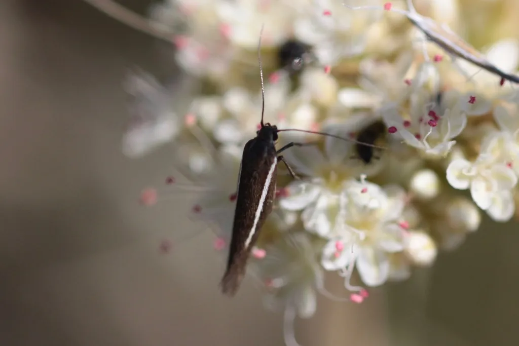 Scythris interrupta - photo 2