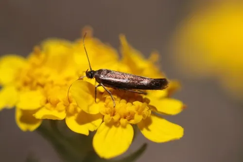 Scythris interrupta - photo 5