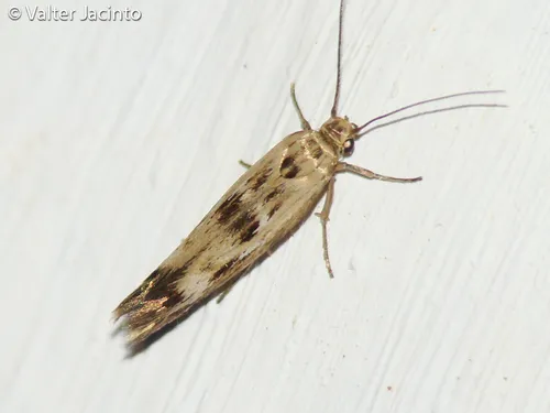 Scythris limbella