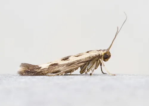 Scythris limbella - photo 4