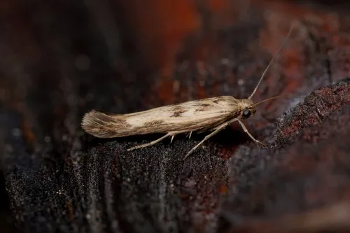 Scythris limbella - photo 5