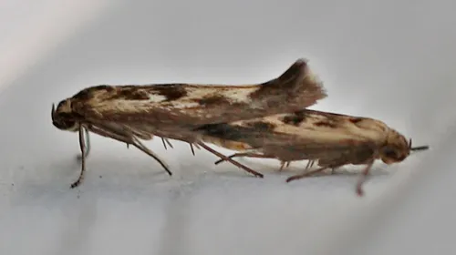Scythris limbella - photo 6