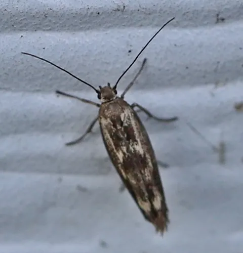 Scythris limbella - photo 7