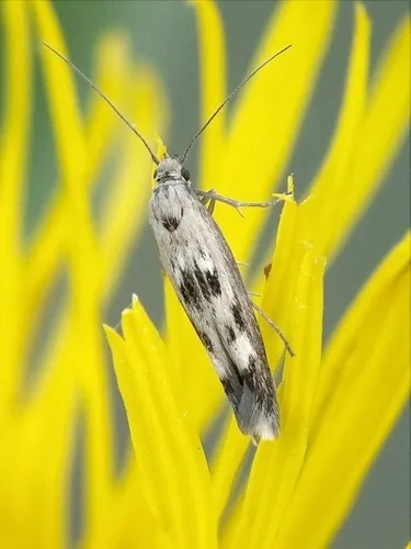Scythris limbella - photo 8