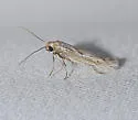 Scythris mixaula - Hodges#1665