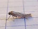 Scythris mixaula - Hodges#1665 - photo 2