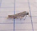 Scythris mixaula - Hodges#1665 - photo 3