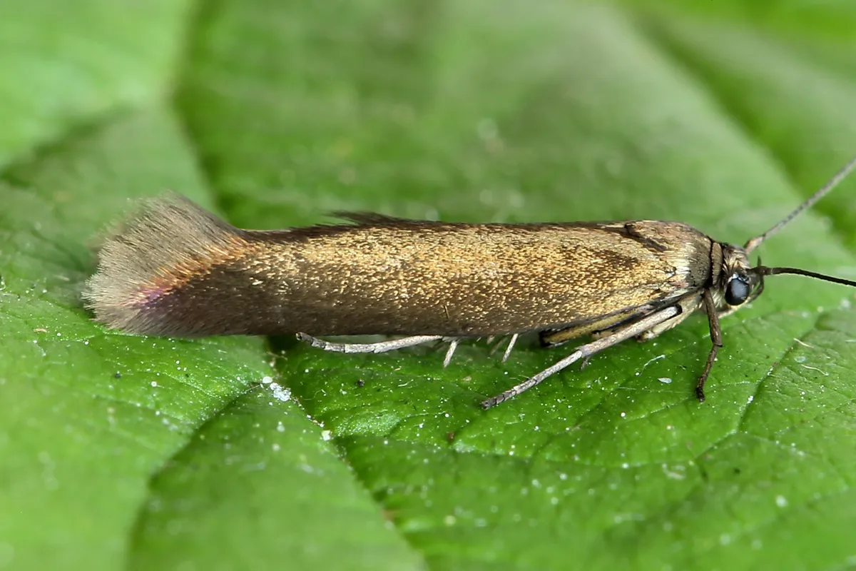 Scythris obscurella - photo 2