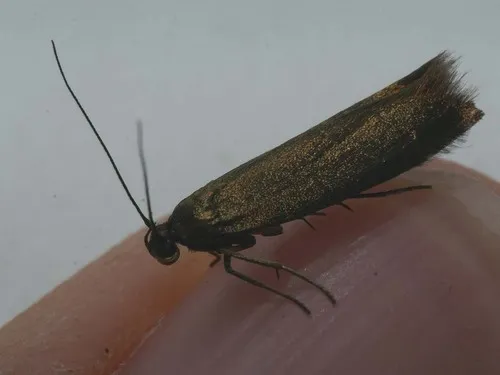 Scythris obscurella - photo 4