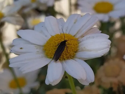 Scythris obscurella - photo 5