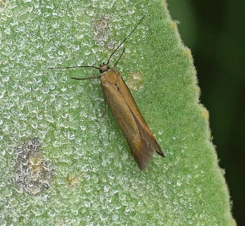 Scythris obscurella - photo 6