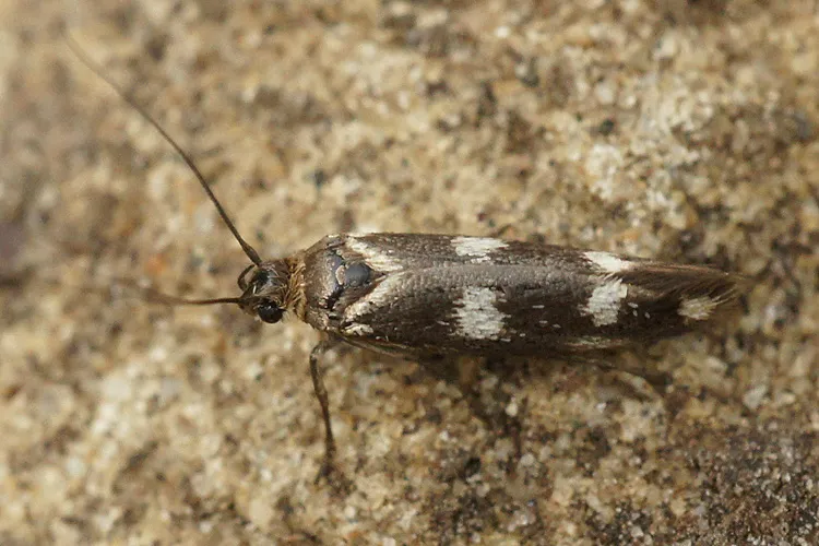Scythris scopolella - photo 2