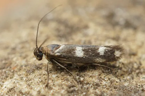 Scythris scopolella - photo 5