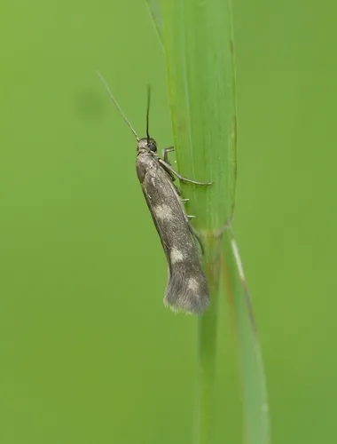 Scythris scopolella - photo 6