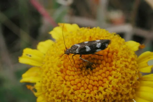 Scythris scopolella - photo 7
