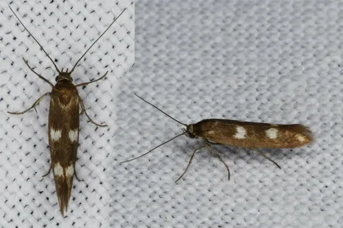 Scythris scopolella - photo 8