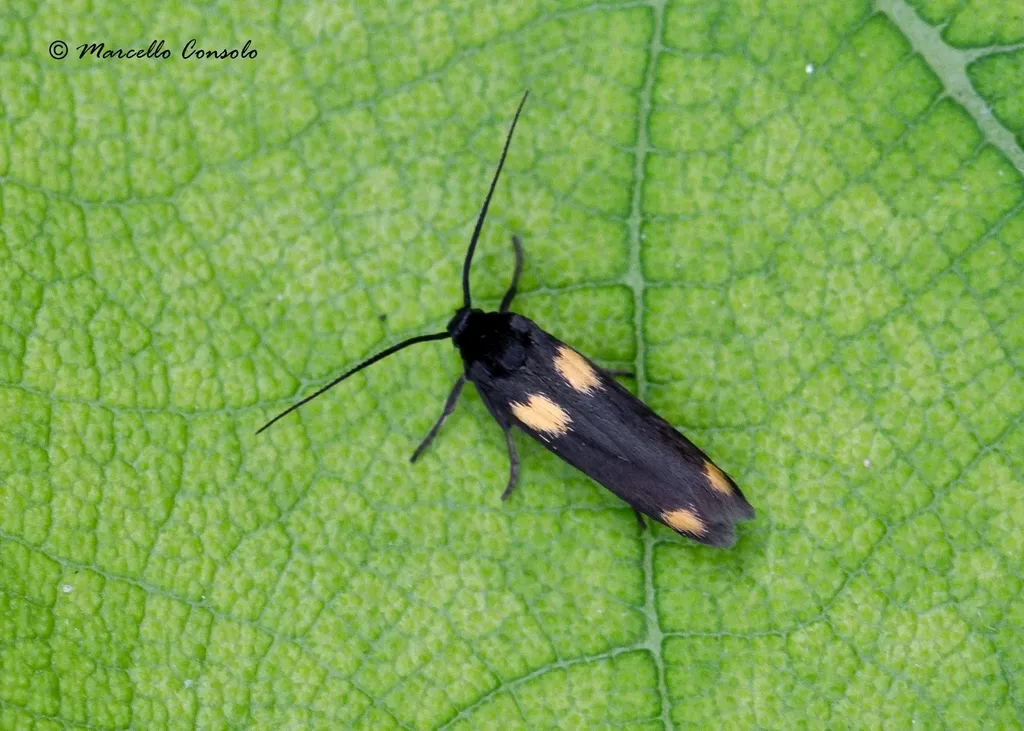 Scythris sinensis - Hodges#1651.1 - photo 2