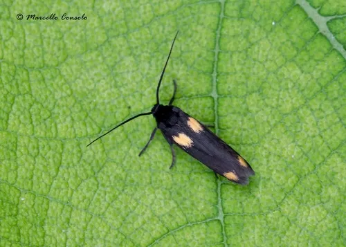 Scythris sinensis - Hodges#1651.1 - photo 3