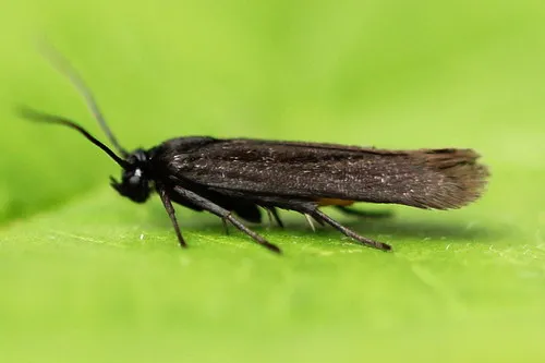 Scythris sinensis - Hodges#1651.1 - photo 4