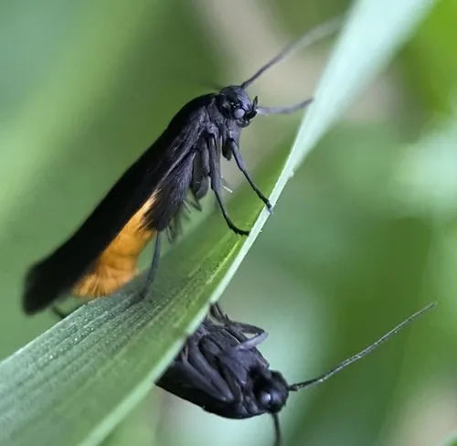 Scythris sinensis - Hodges#1651.1 - photo 5