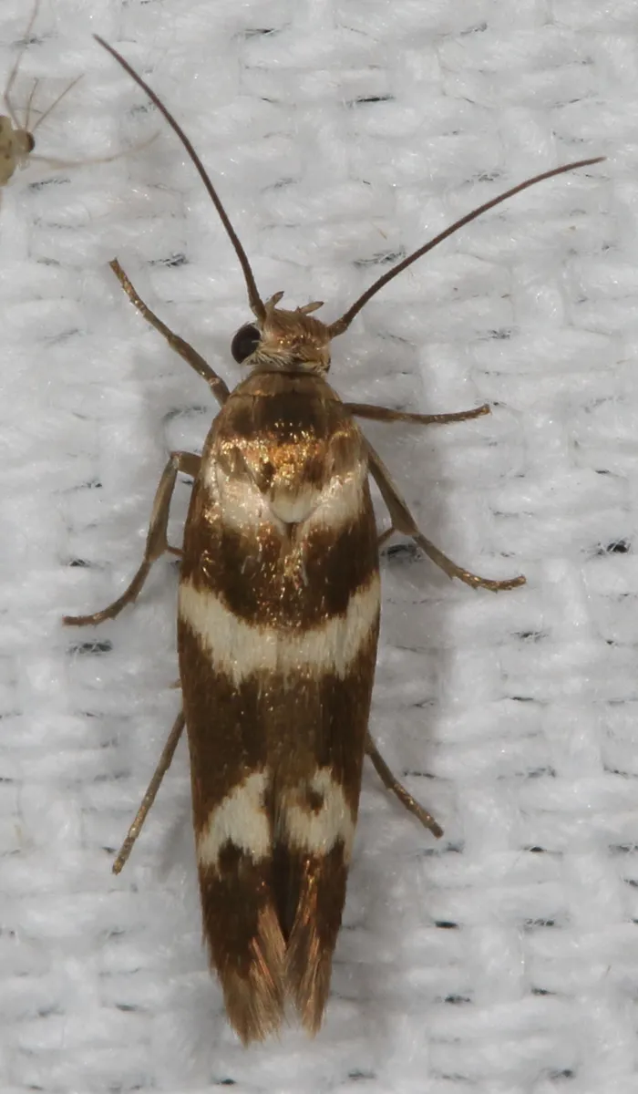 Banded Scythris Moth - photo 3