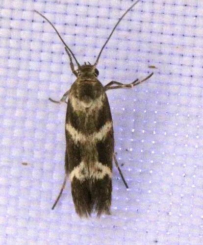 Banded Scythris Moth - photo 5
