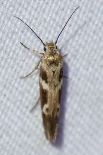 Banded Scythris Moth - photo 6