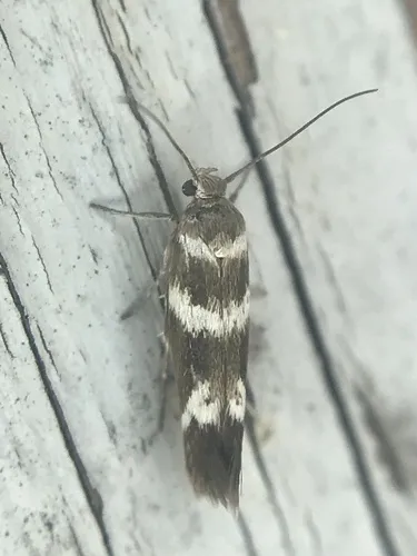 Banded Scythris Moth - photo 8