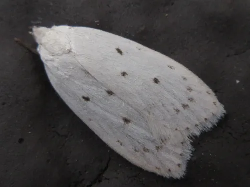 Scythropiodes approximans