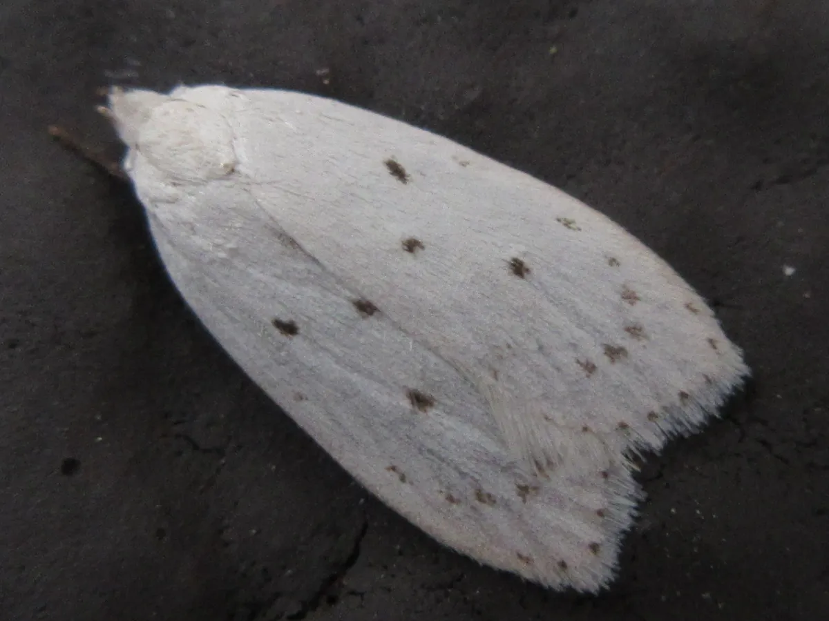 Scythropiodes approximans - photo 3