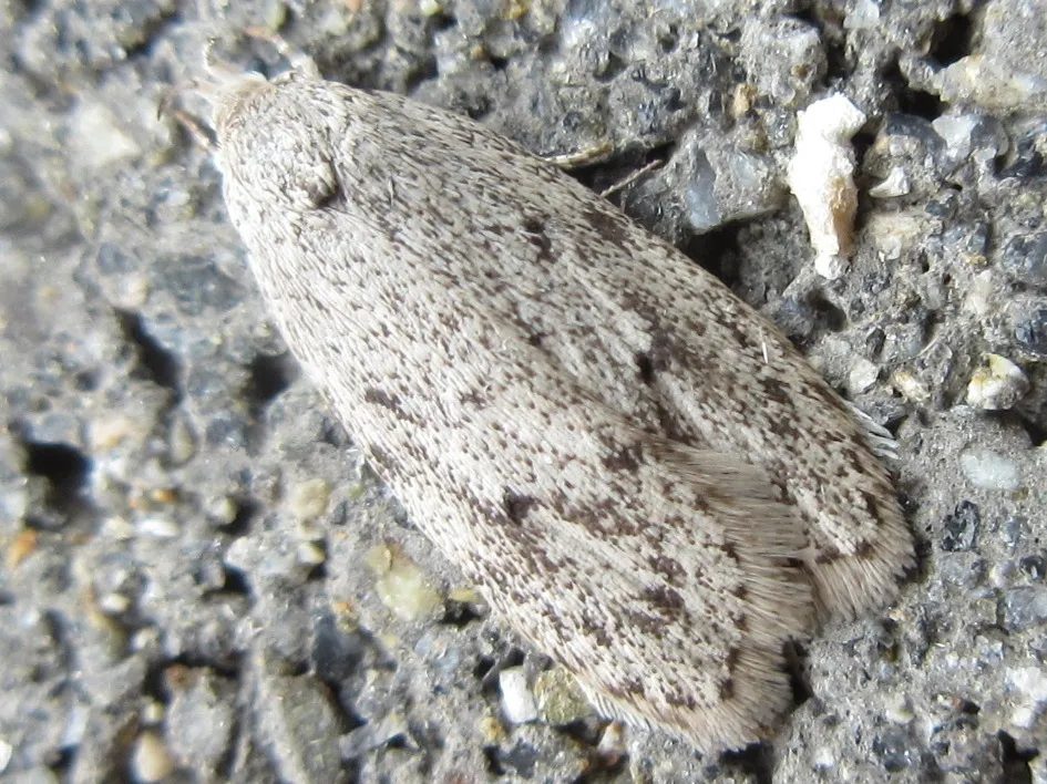 Scythropiodes hamatellus - photo 2