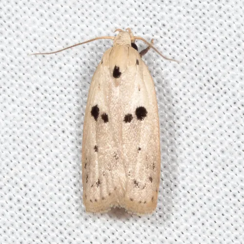Scythropiodes issikii - Hodges#1066.1