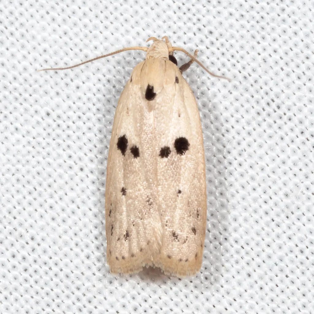 Scythropiodes issikii - Hodges#1066.1 - photo 2