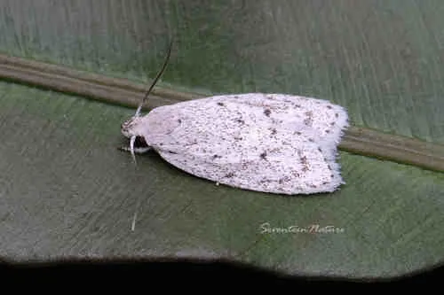 Scythropiodes leucostola