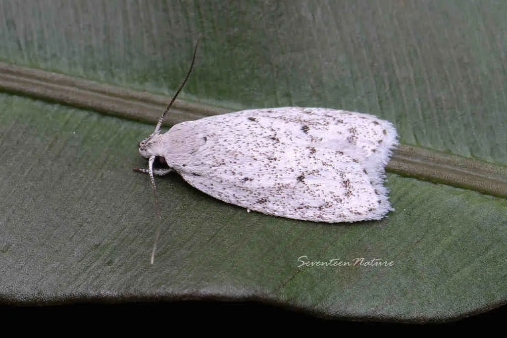 Scythropiodes leucostola - photo 2