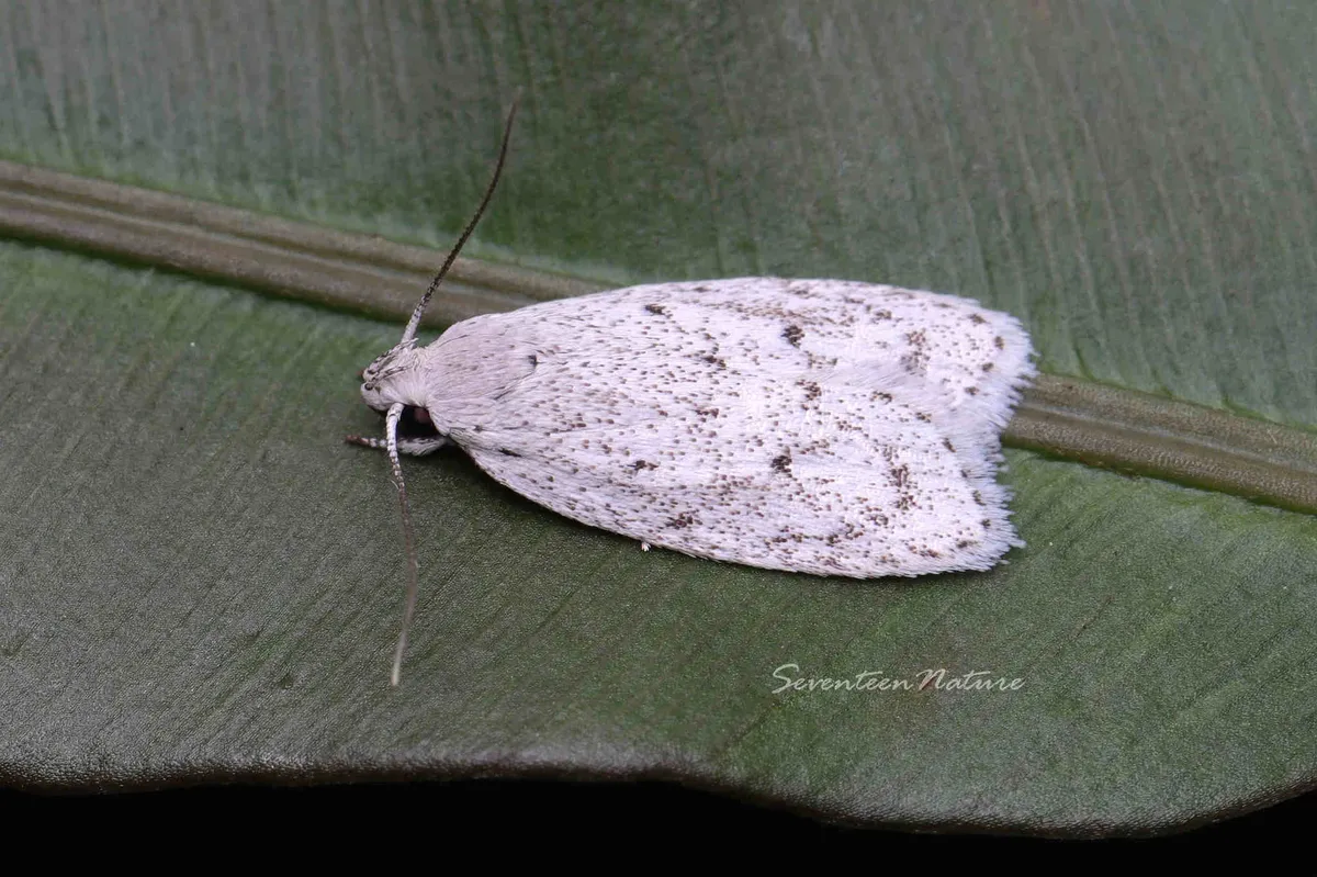 Scythropiodes leucostola - photo 3