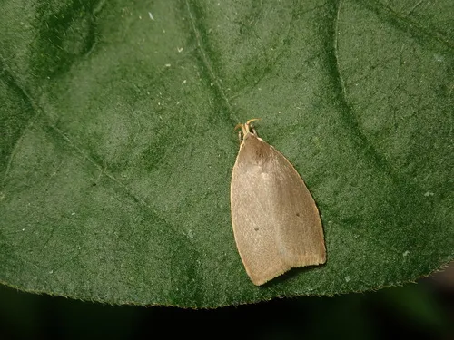 Scythropiodes lividula