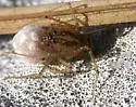Scytodes alayoi