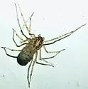 Scytodes alayoi - photo 2