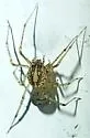 Scytodes alayoi - photo 3