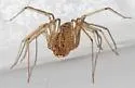 Scytodes alayoi - photo 4