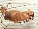 Scytodes atlacoya - photo 2