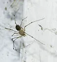 Scytodes atlacoya - photo 3