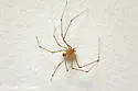 Scytodes atlacoya - photo 4