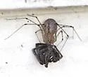 Scytodes atlacoya - photo 5