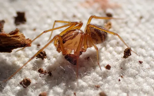 Scytodes dorothea - photo 3